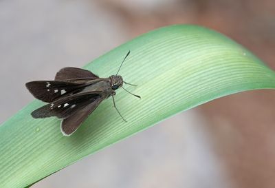 Long-horned Swift - Borbo fatuellus