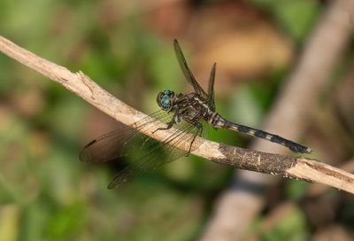 Bold Skimmer / Orthetrum stemmale