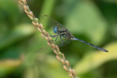 Dragonflies of Africa / Libellen van Afrika