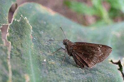 Common Recluse / Caenides dacela