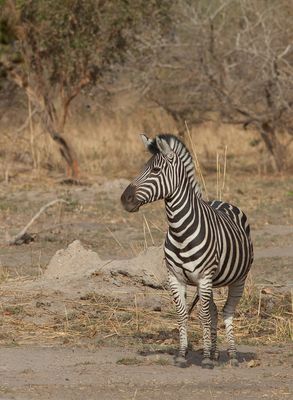 Burchell's zebra / Burchellzebra