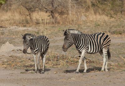 Burchell's zebra / Burchellzebra