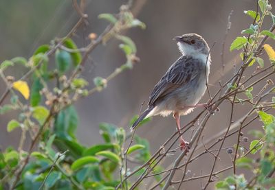 African Passeriformes / Afrikaanse Zangvogels 