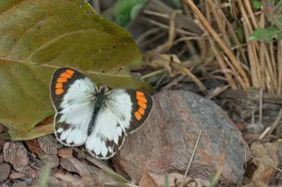 Butterflies of Africa / Dagvlinders uit Afrika