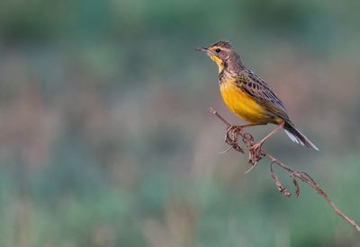 Yellow-throated longclaw / Geelkeellangklauw