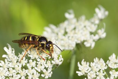 Dolichovespula adulterina / Bergkoekoekswesp 