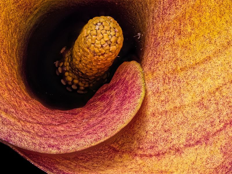 2022-11-20-06.47.35 ZS PMax_openWith.jpg
