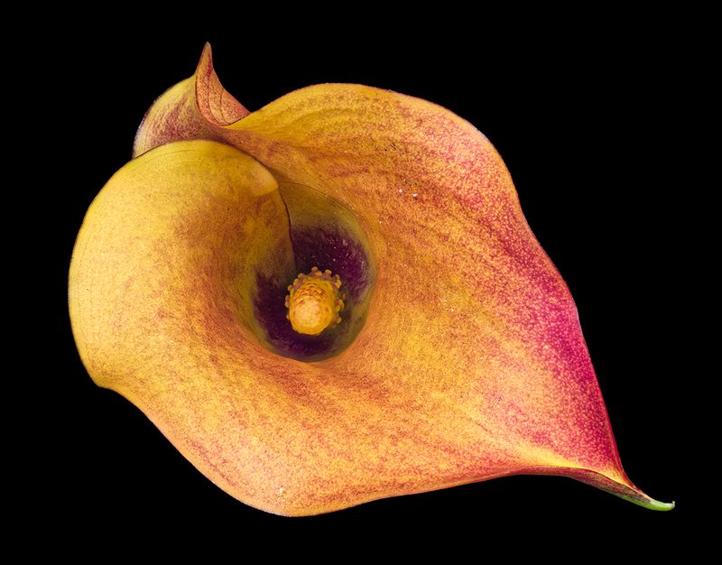 2022-11-21-12.49.34 ZS PMax_openWith.jpg