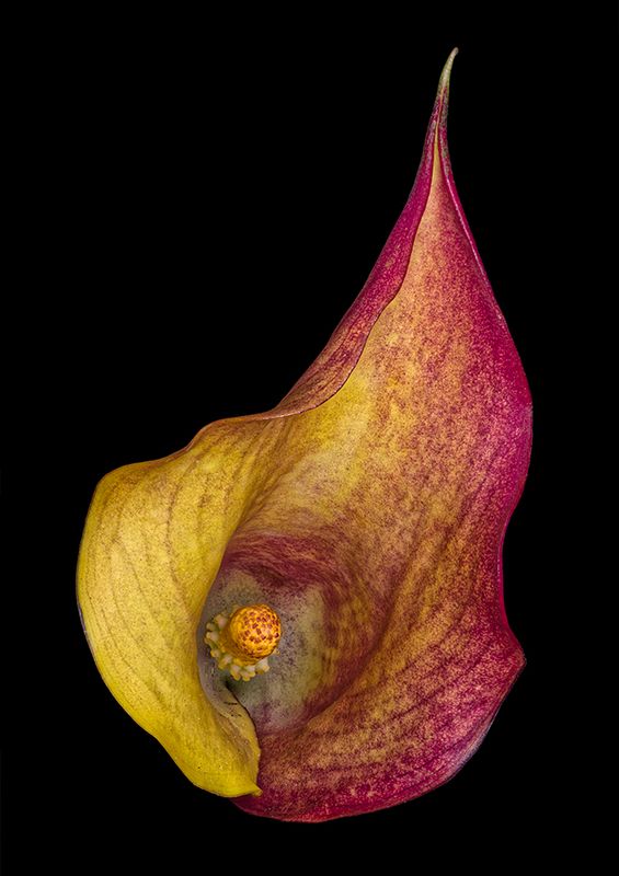 2022-11-22-03.48.37 ZS PMax_openWith_1.jpg