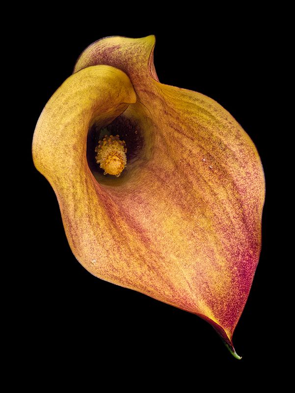 2022-11-25-12.13.37 ZS PMax_openWith_1.jpg