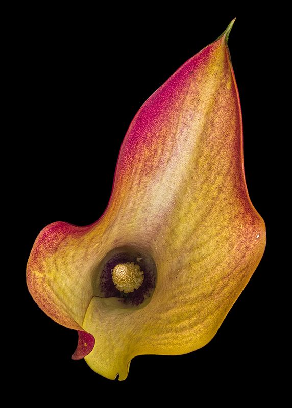 2022-11-30-02.33.17 ZS PMax_openWith.jpg