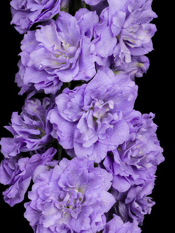 2023-01-06-11.25.21 ZS PMax_openWith.jpg