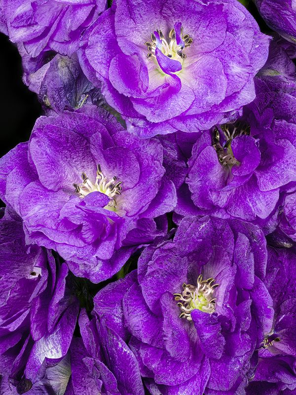 2023-01-07-12.10.17 ZS PMax_openWith.jpg