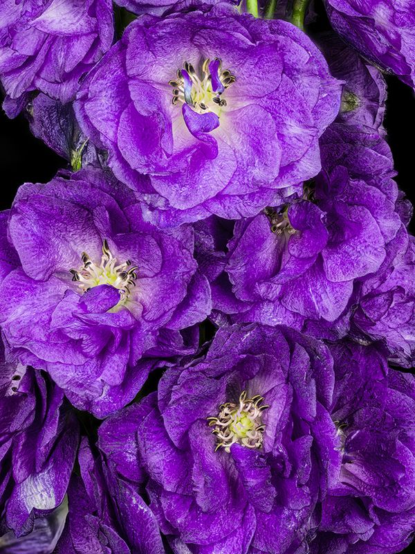 2023-01-07-12.30.09 ZS PMax_openWith.jpg