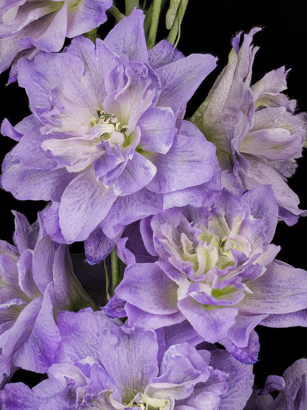 2023-01-08-10.21.57 ZS PMax_openWith.jpg