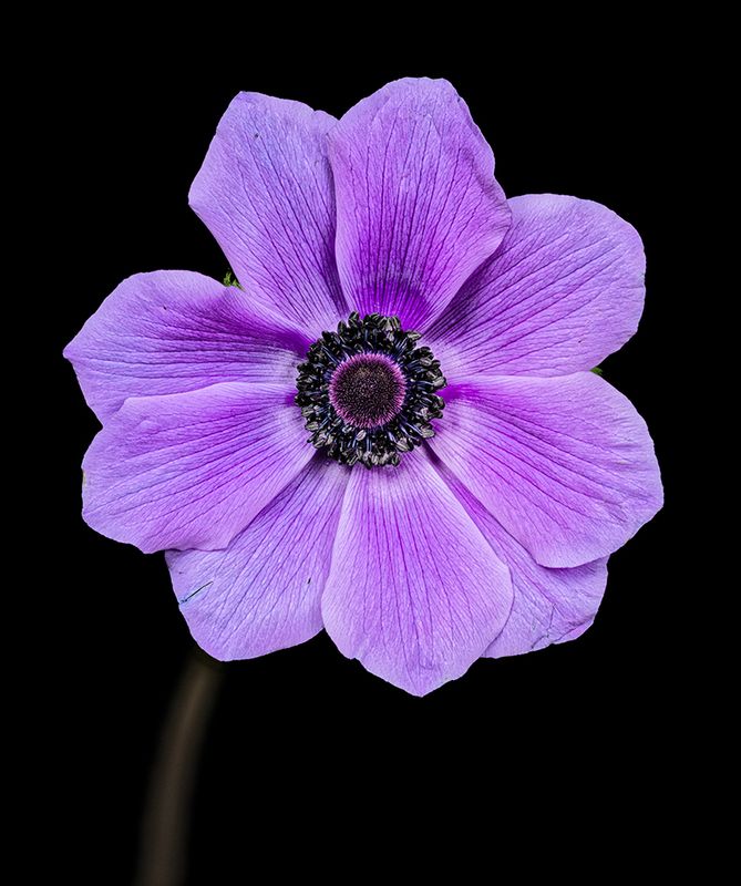 2023-01-25-01.37.24 ZS PMax_openWith.jpg