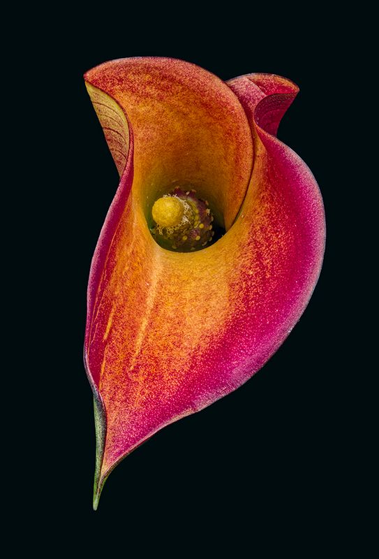 2023-11-11-12.28.39 ZS PMax_openWith.jpg