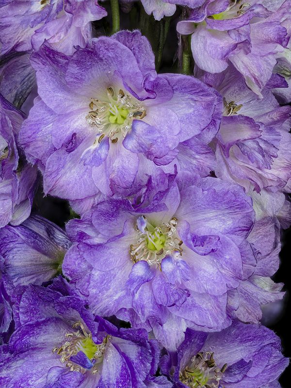 2024-01-10-01.26.52 ZS PMax_openWith.jpg