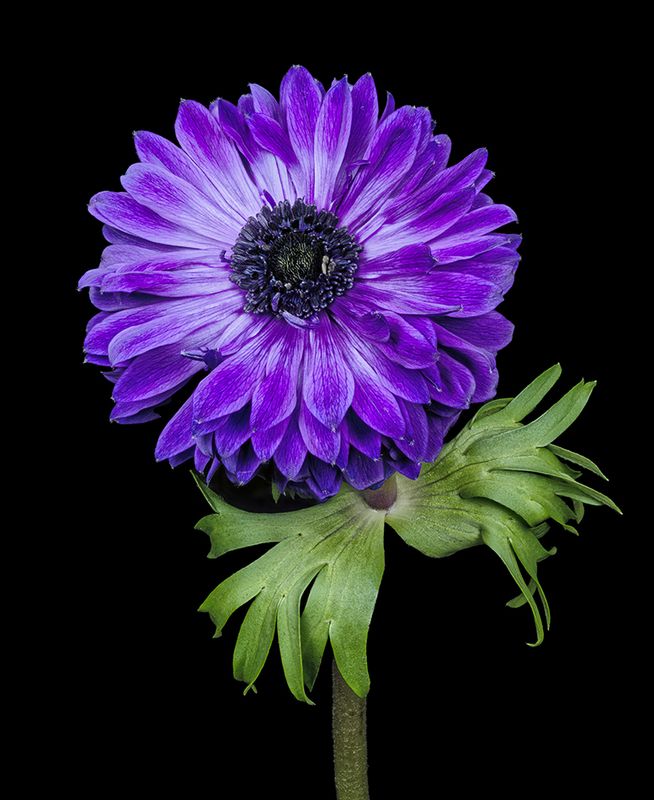 2024-01-11-03.38.00 ZS PMax_openWith.jpg