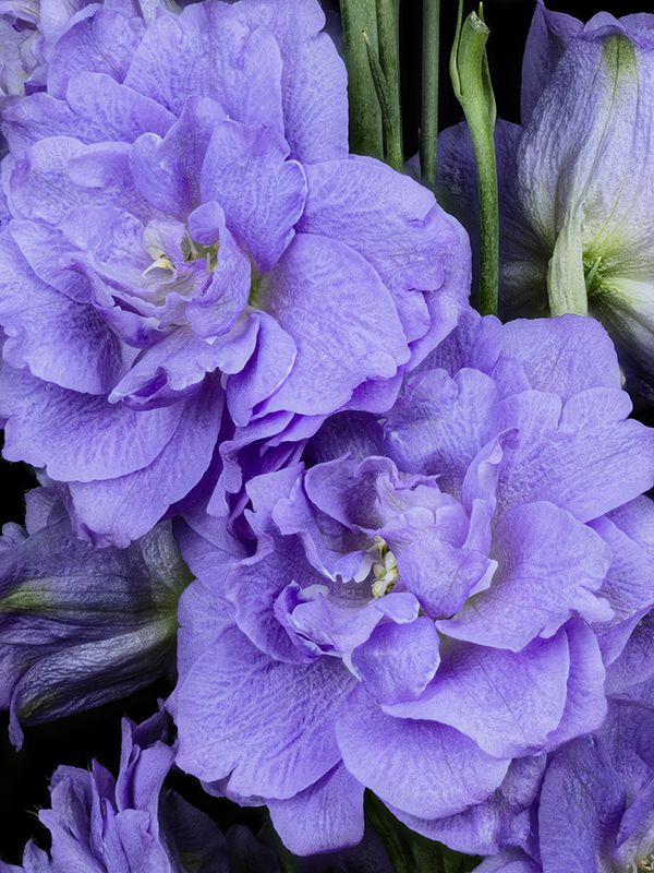 2024-01-25-10.28.19 ZS PMax_openWith.jpg