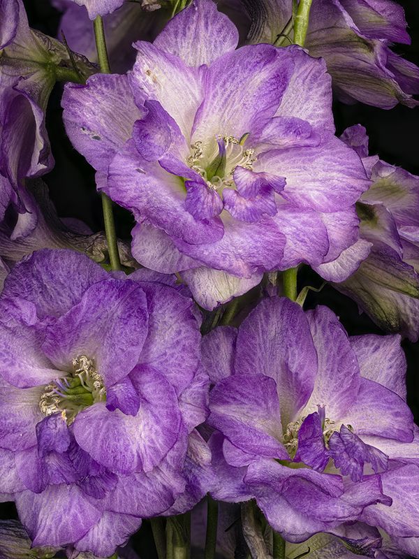 2024-03-02-03.47.38 ZS PMax_openWith.jpg