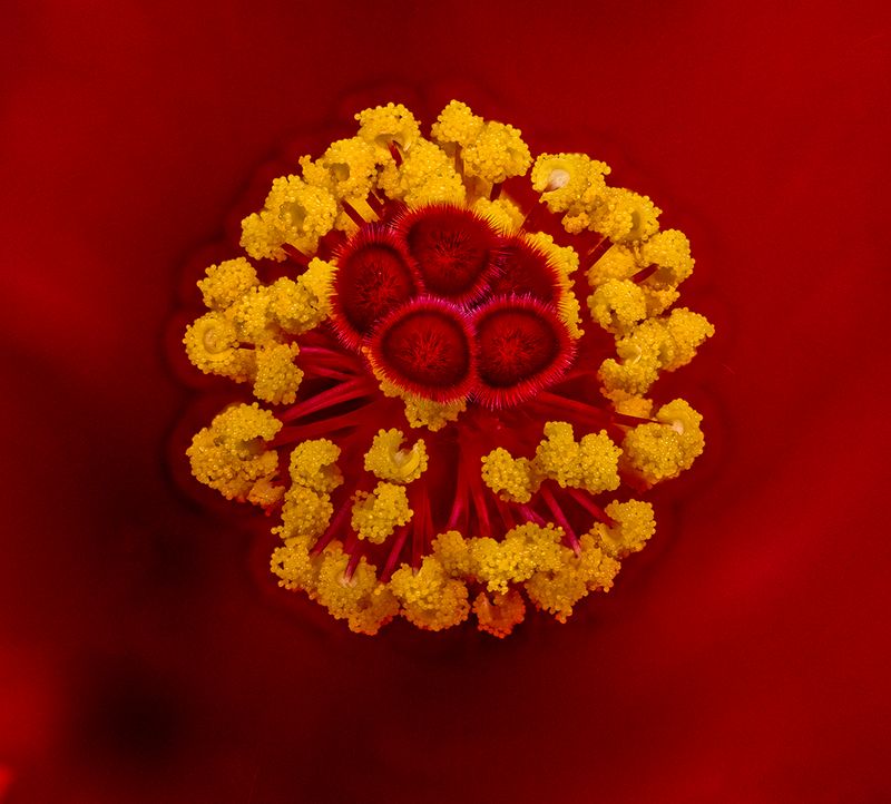 2024-04-28-08.41.36 ZS PMax_100_openWith.jpg