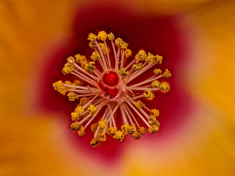 2024-04-29-03.14.45 ZS PMax_80_openWith.jpg