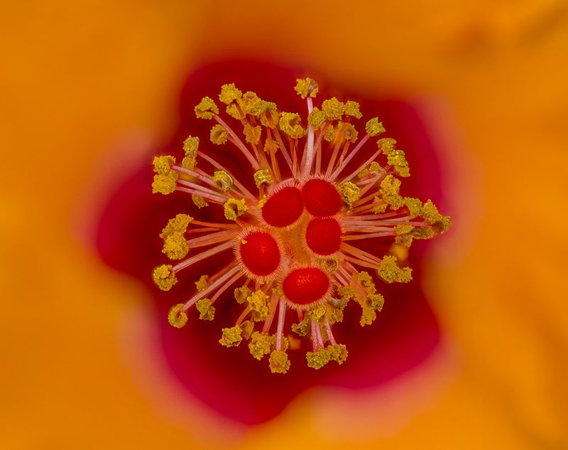 2024-05-02-10.07.16 ZS PMax_70_openWith.jpg