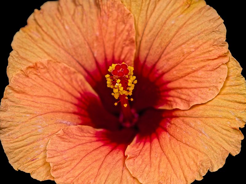 2024-05-14-09.51.49 ZS PMax_30_openWith.jpg