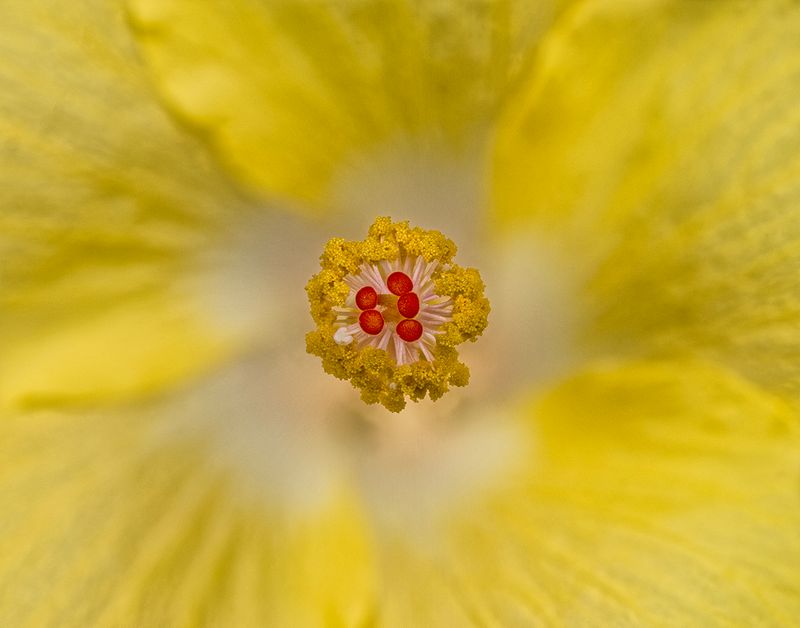 2024-06-03-10.36.21 ZS PMax_50_openWith.jpg