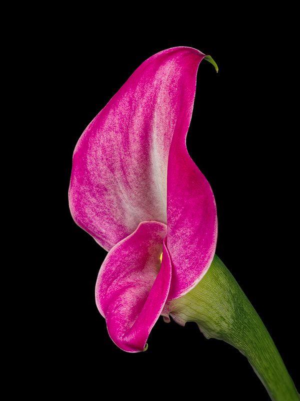 2024-11-26-11.43.24 ZS PMax_openWith.jpg