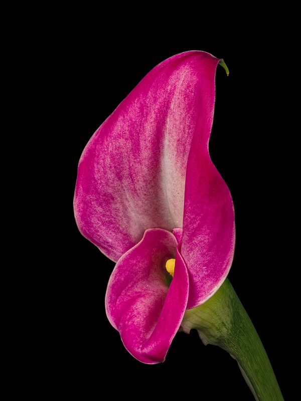 2024-11-26-12.00.29 ZS PMax_openWith.jpg