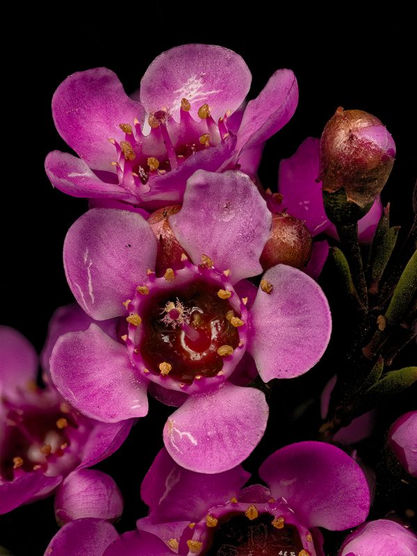 2025-05-06-13.17.49 ZS PMax_openWith.jpg
