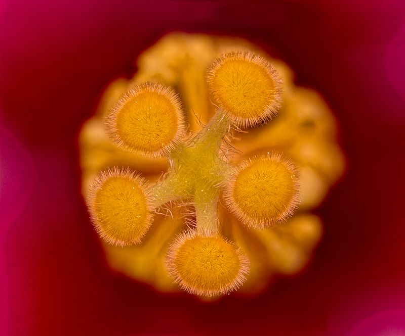 2025-05-29-15.10.23 ZS PMax_openWith.jpg