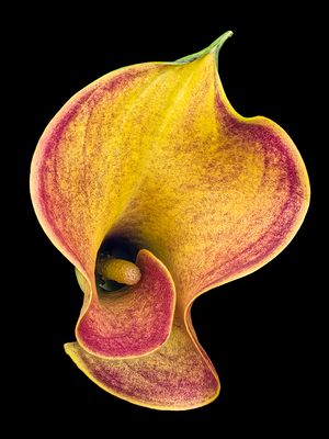 Calla Lily