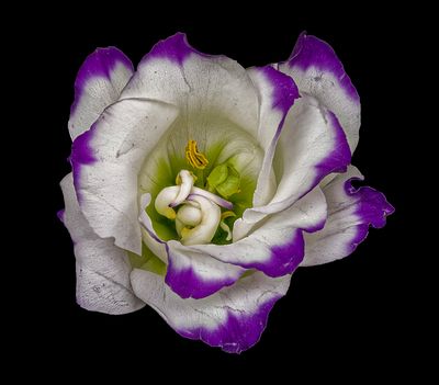 2023-01-17-01.00.26 ZS PMax_openWith.jpg