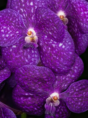 Vanda