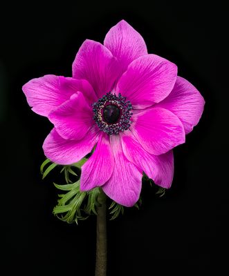 2023-01-27-02.49.16 ZS PMax_openWith.jpg