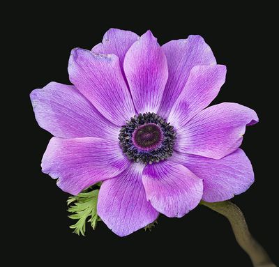 2023-02-26-12.39.24 ZS PMax_openWith.jpg