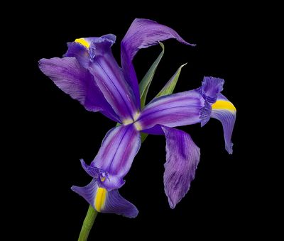 2023-03-15-02.53.42 ZS PMax_openWith.jpg