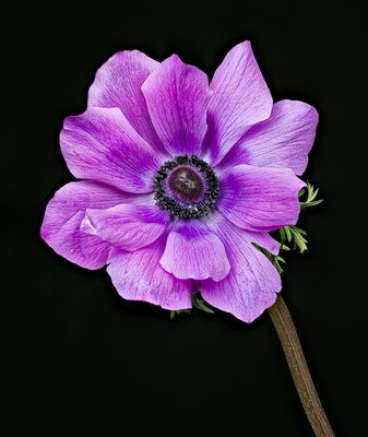 2023-03-23-04.46.13 ZS PMax_openWith.jpg