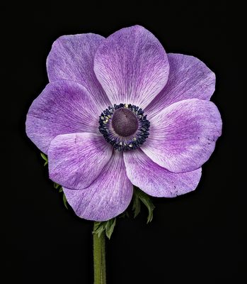 2023-04-06-10.17.58 ZS PMax_openWith.jpg