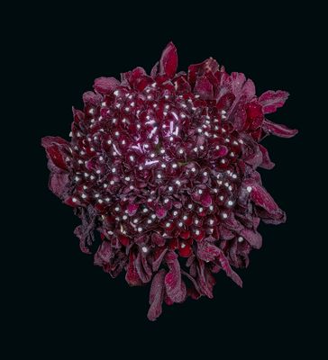 Scabiosa Pod