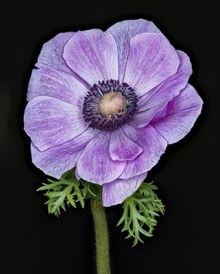 2024-02-10-01.58.05 ZS PMax_openWith.jpg