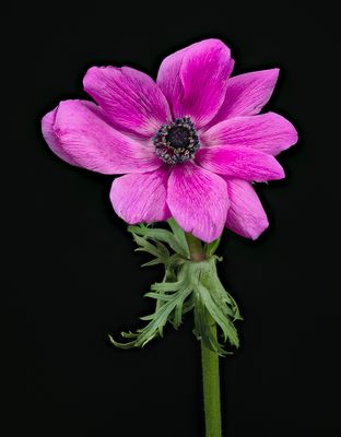 2024-02-28-03.06.57 ZS PMax_openWith.jpg