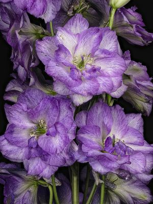 Delphinium