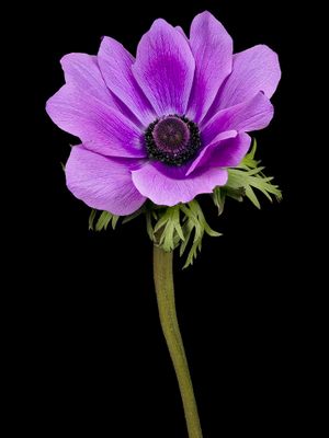 2024-03-28-03.40.20 ZS PMax_openWith.jpg