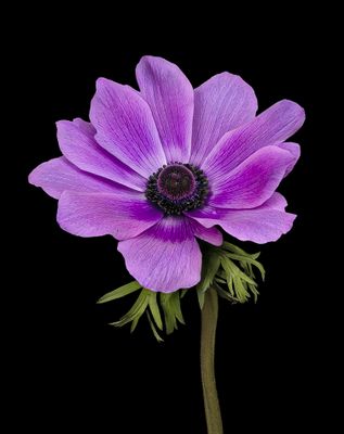 2024-03-29-11.16.46 ZS PMax_openWith.jpg