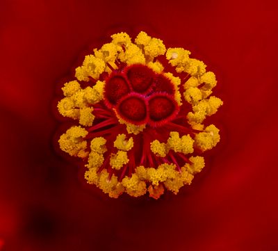 2024-04-28-08.41.36 ZS PMax_100_openWith.jpg