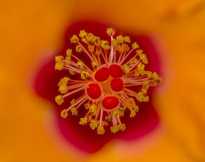2024-05-02-10.07.16 ZS PMax_70_openWith.jpg